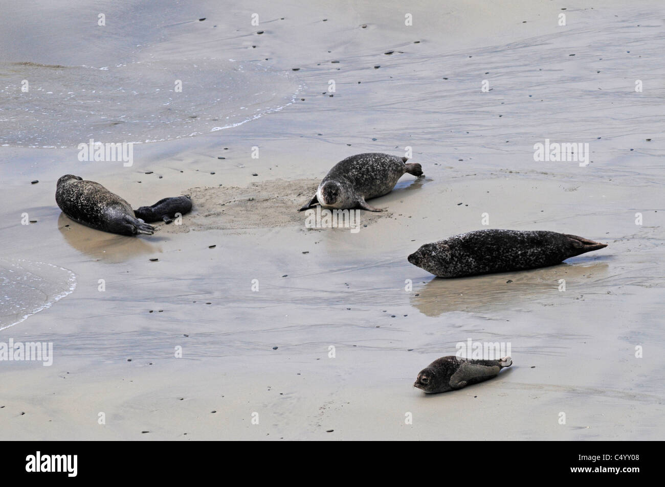 Common or Harbour seals and pups on the Bay of Scousburgh beach on the Shetland Isles. Scotland SCO 7373 Stock Photo