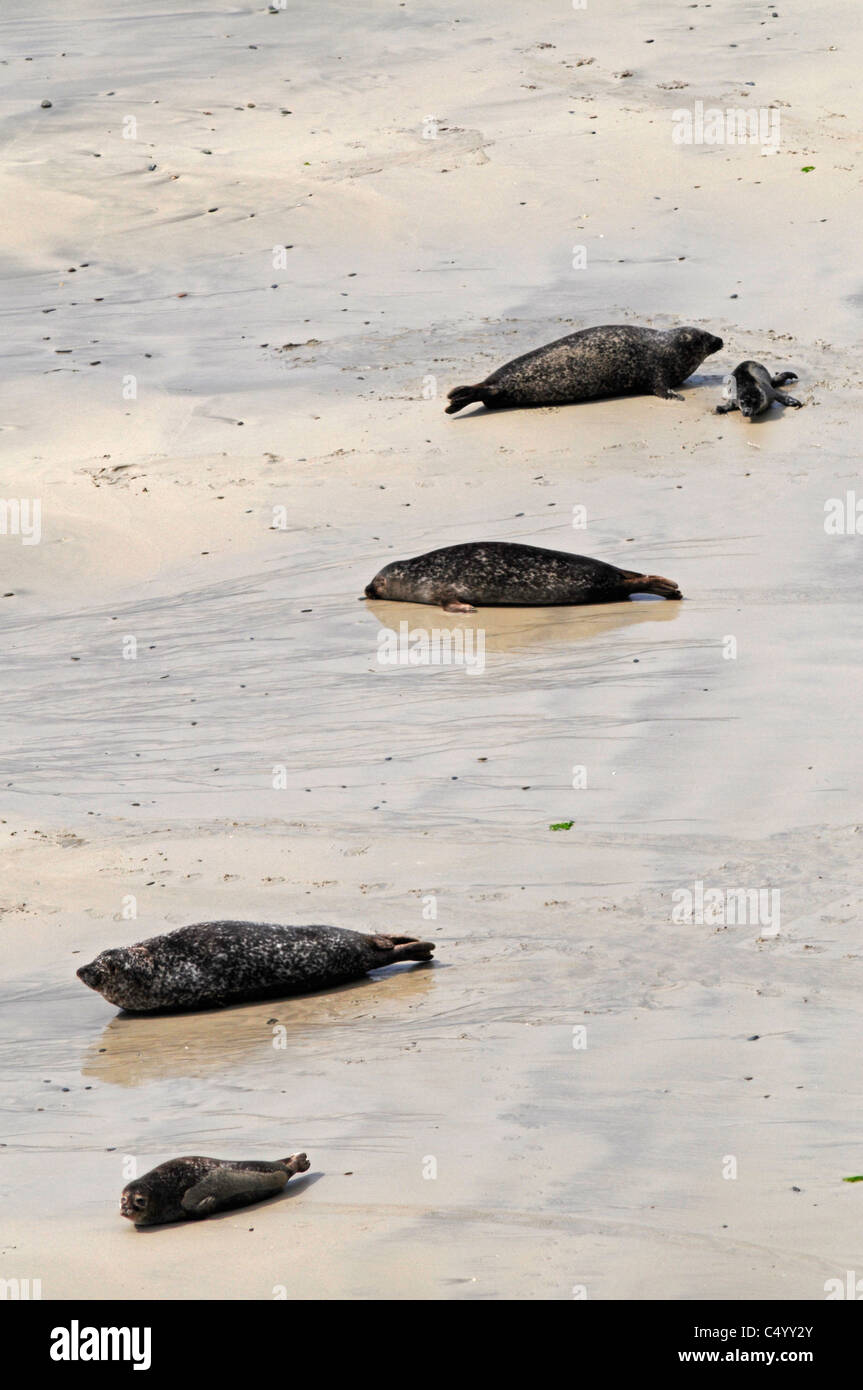 Common or Harbour seals and pups on the Bay of Scousburgh beach on the Shetland Isles. Scotland  SCO 7374 Stock Photo