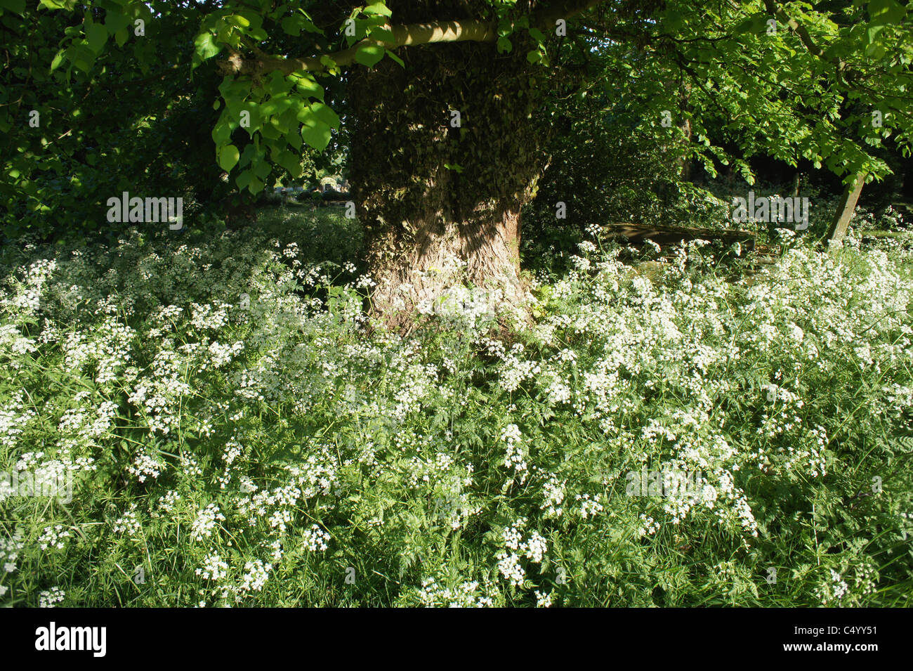 a view of a wood or a forest with trees and leaves - forest of arden ...