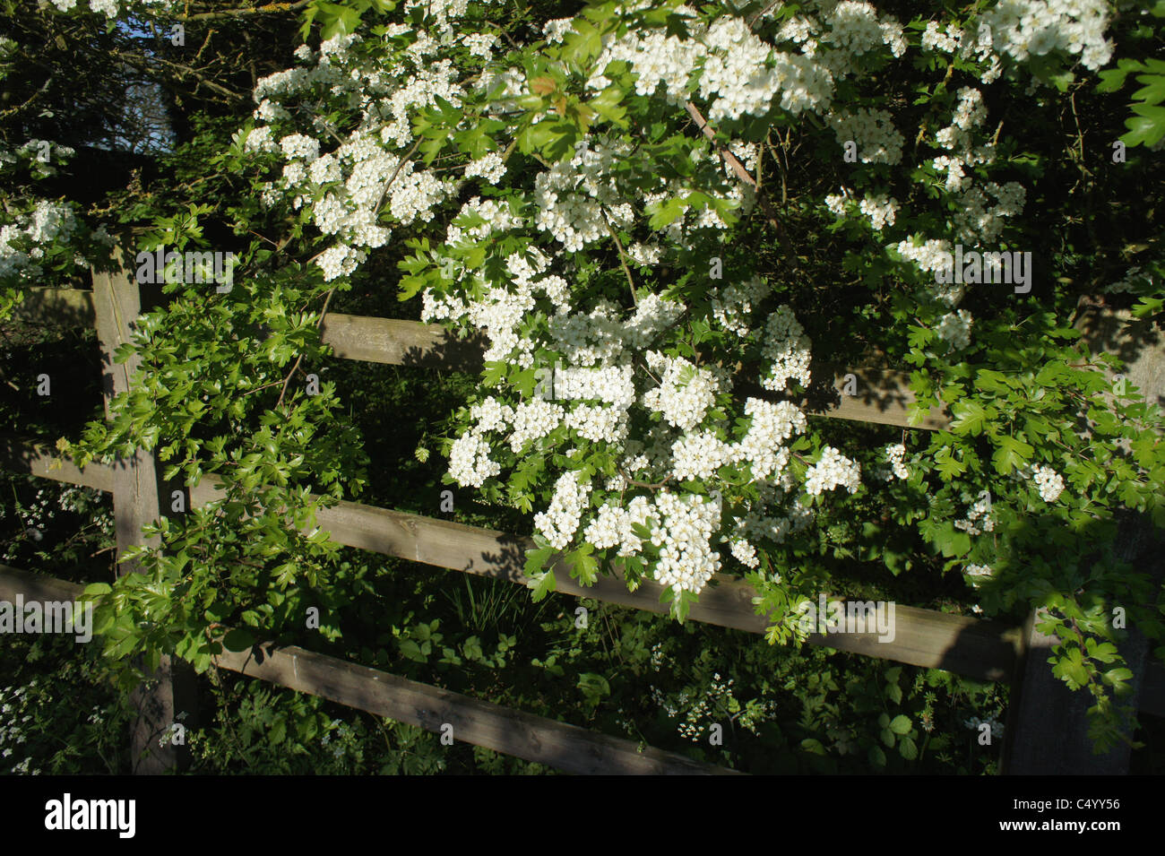 a view of a wood or a forest with trees and leaves - forest of arden ...