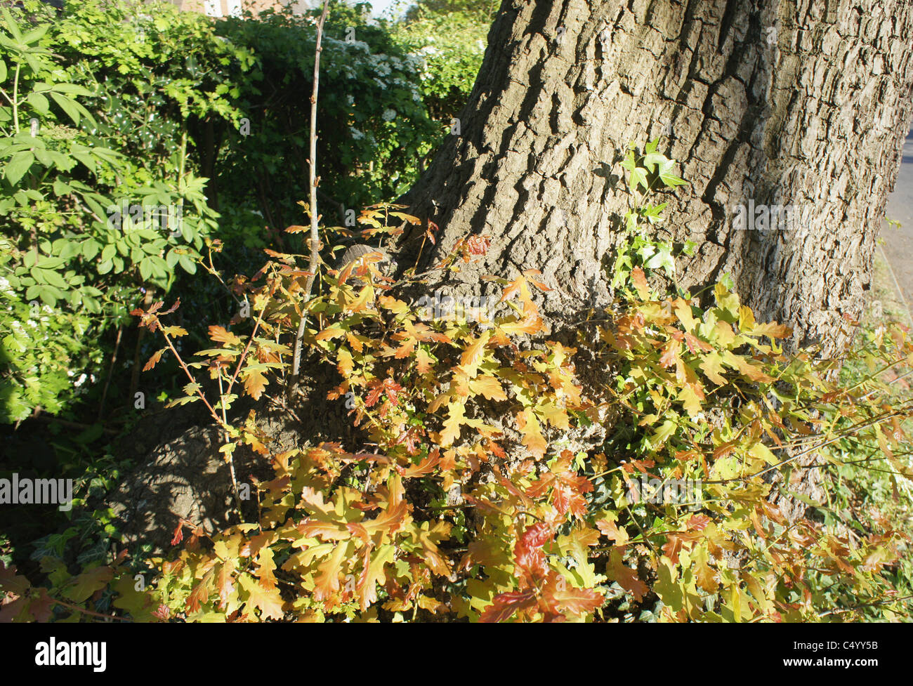 Forest of arden hi-res stock photography and images - Alamy