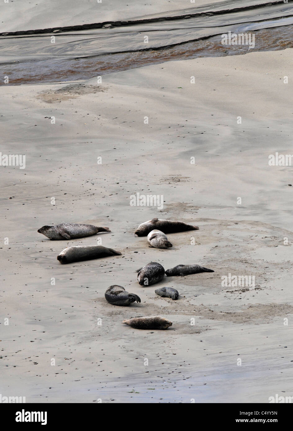 Common or Harbour seals and pups on the Bay of Scousburgh beach on the Shetland Isles. Scotland.  SCO 7375 Stock Photo