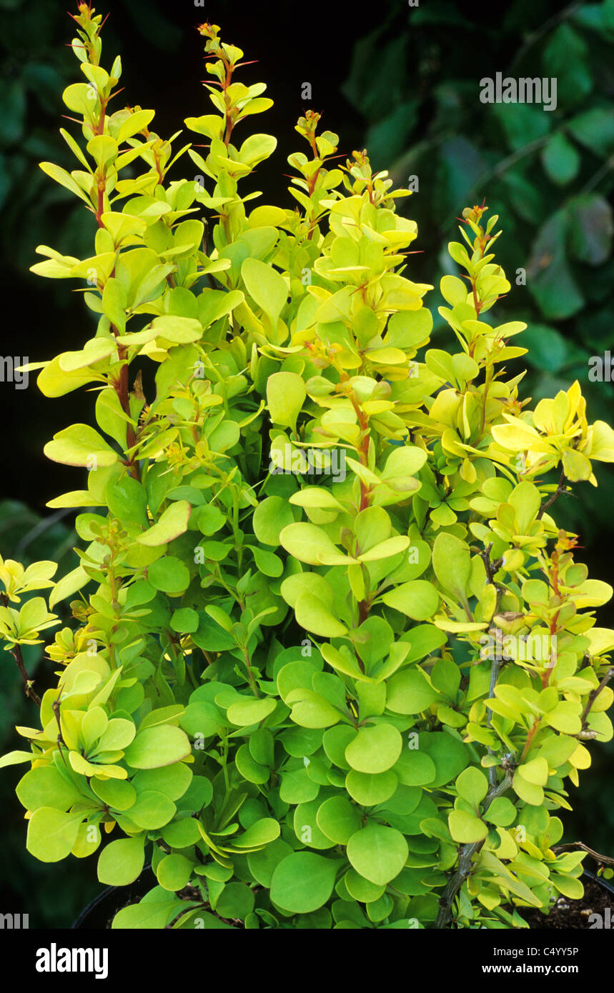Berberis thunbergii 'Golden Torch' garden plant plants yellow golden foliage leaf leaves  Barberry Stock Photo