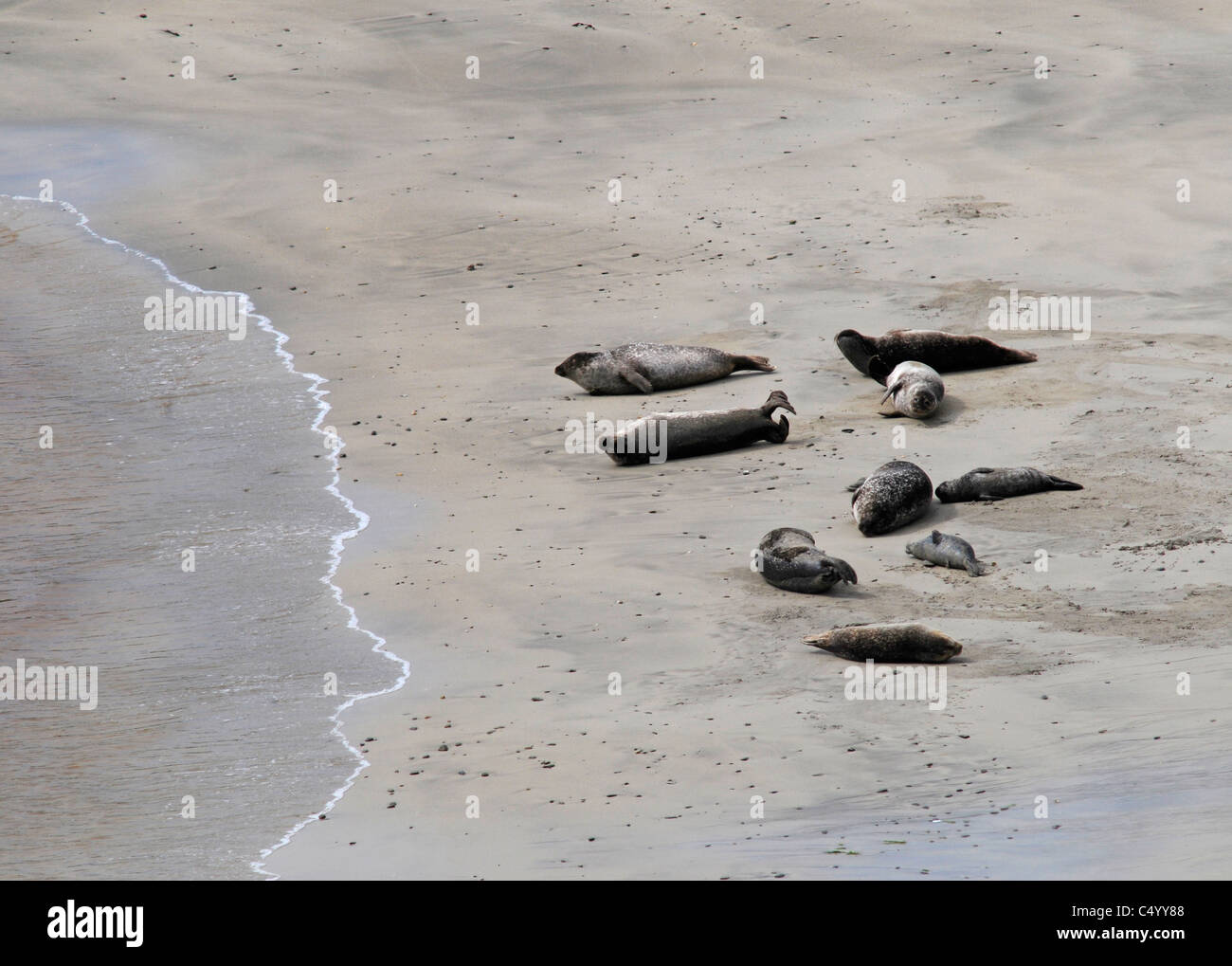 Common or Harbour seals and pups on the Bay of Scousburgh beach on the Shetland Isles. Scotland  SCO 7376 Stock Photo