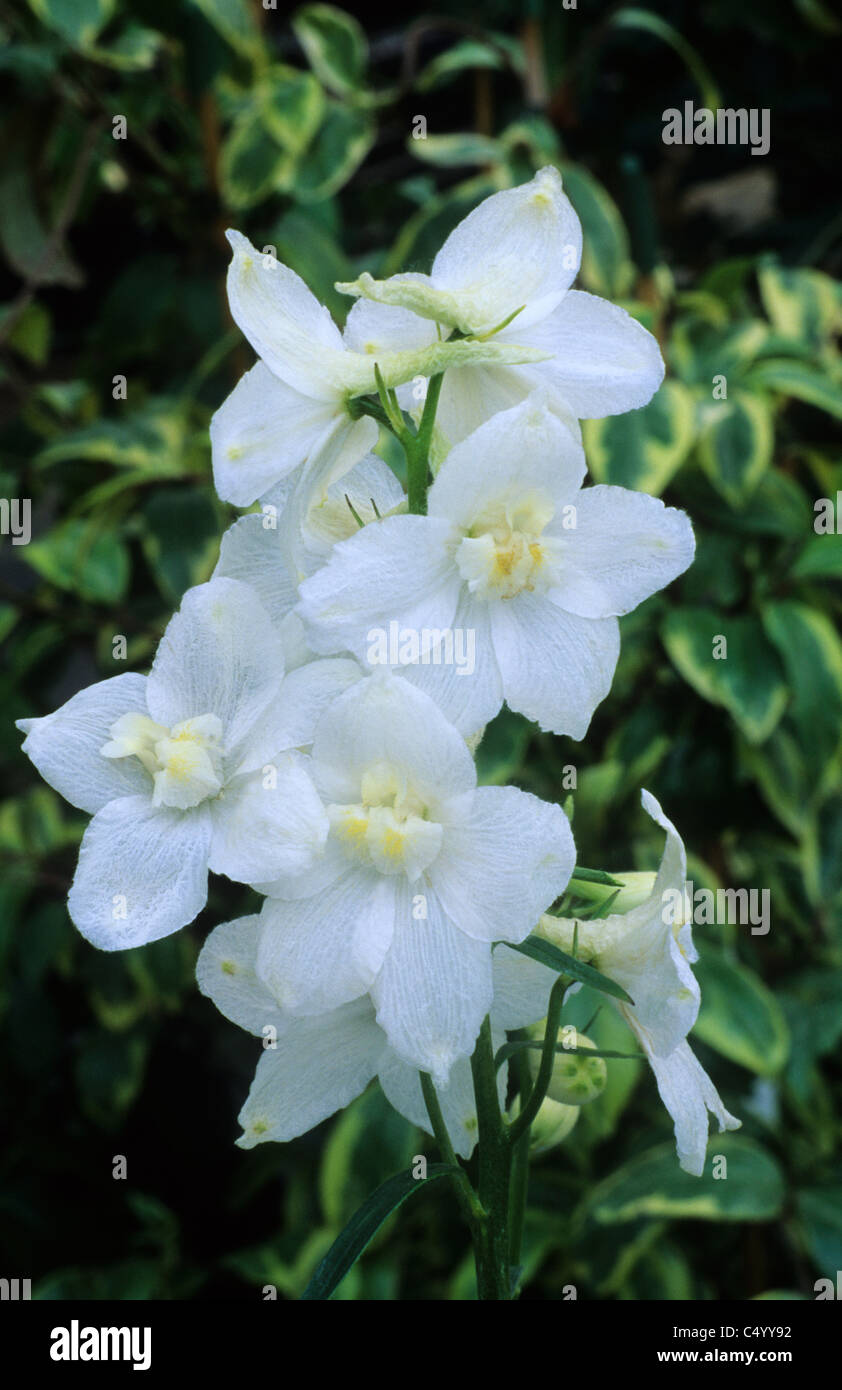 Delphihium belladonna 'Casa Blanca' delphiniums white flower flowers garden plant plants Stock Photo