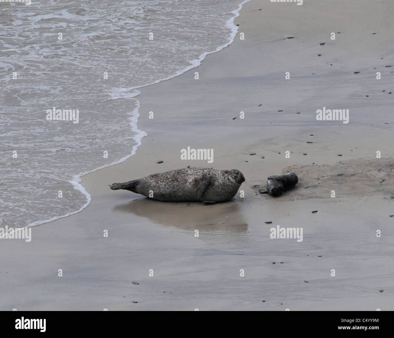 Common or Harbour seals and pups on the Bay of Scousburgh beach on the Shetland Isles. Scotland.   SCO 7377 Stock Photo