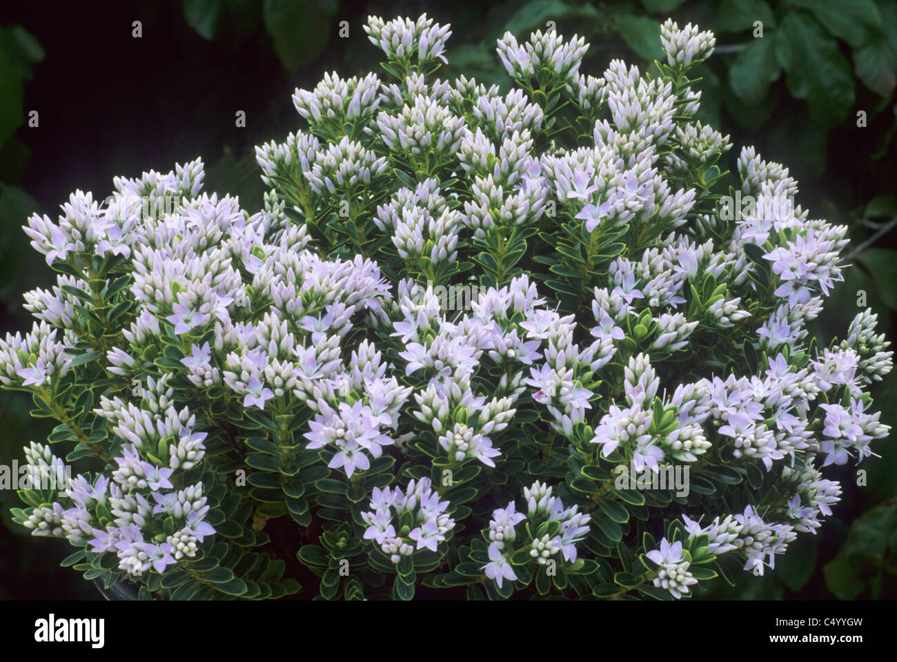 Hebe vernicosa pale lilac flower flowers Hebes garden plant plants Stock Photo