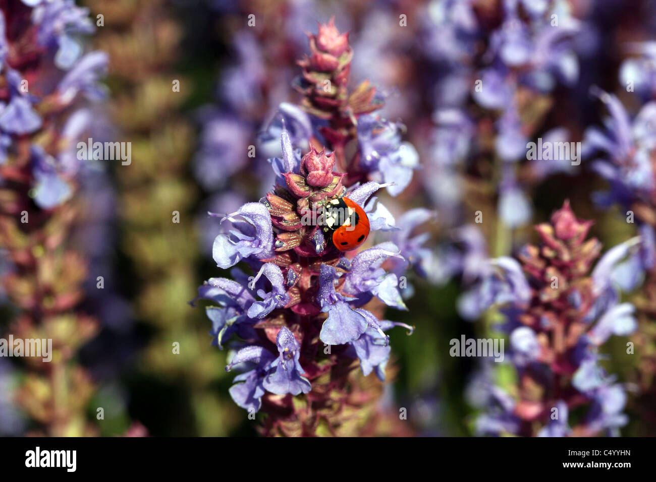 Salvia Black And Blue High Resolution Stock Photography and Images - Alamy
