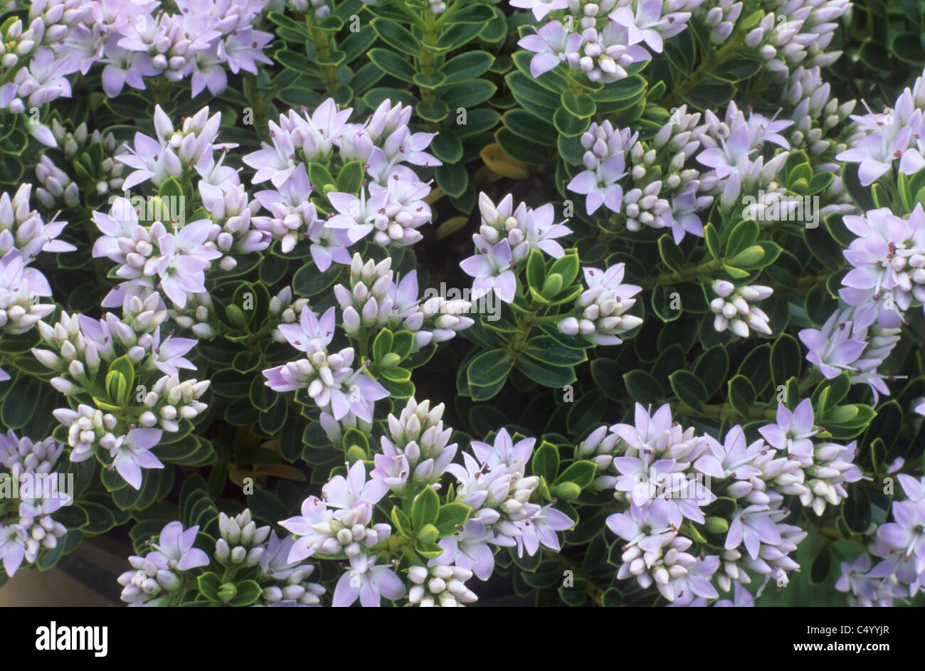 Hebe vernicosa pale lilac flower flowers Hebes garden plant plants Stock Photo