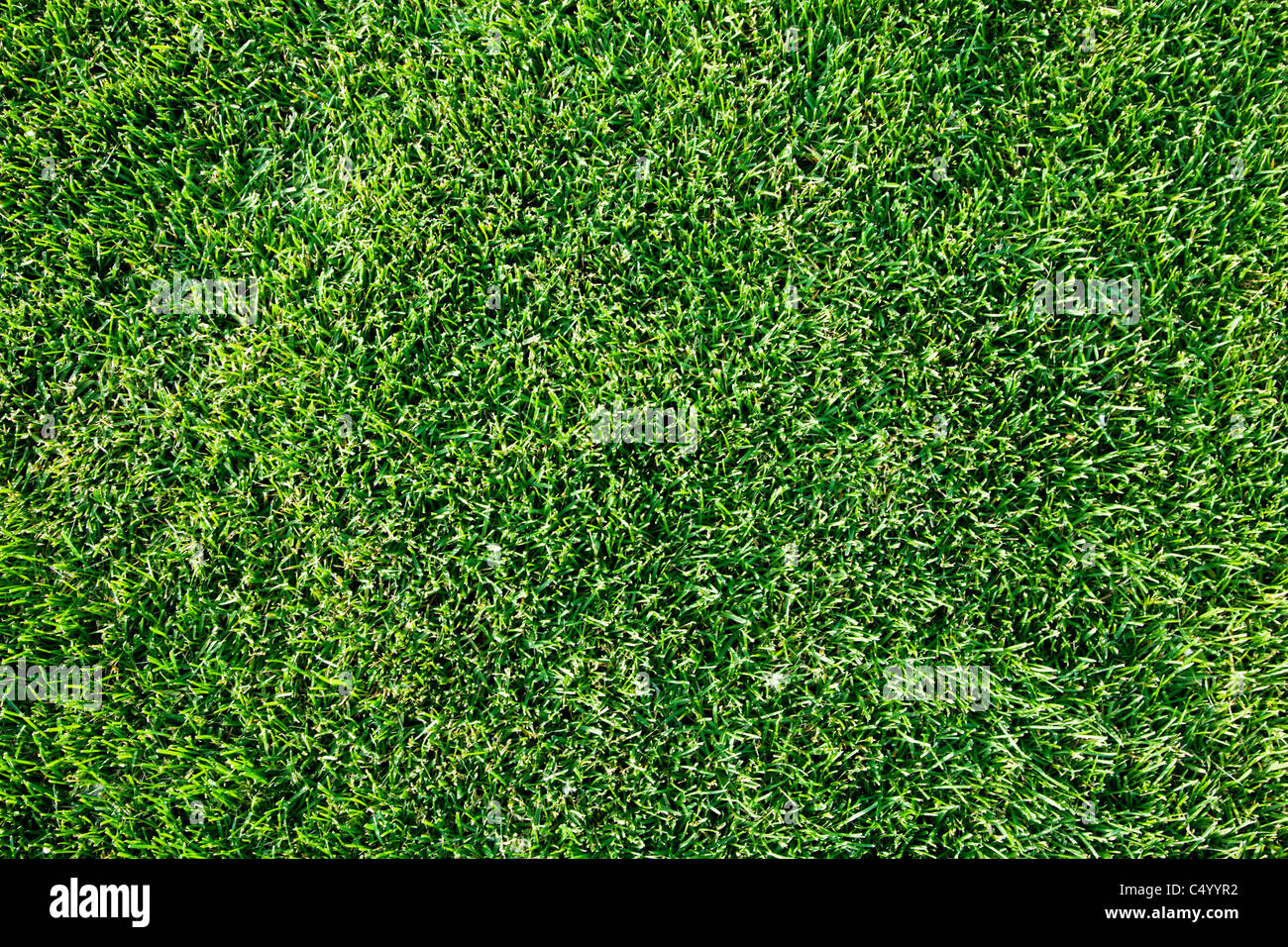 Close up shot of fresh spring green grass. Stock Photo