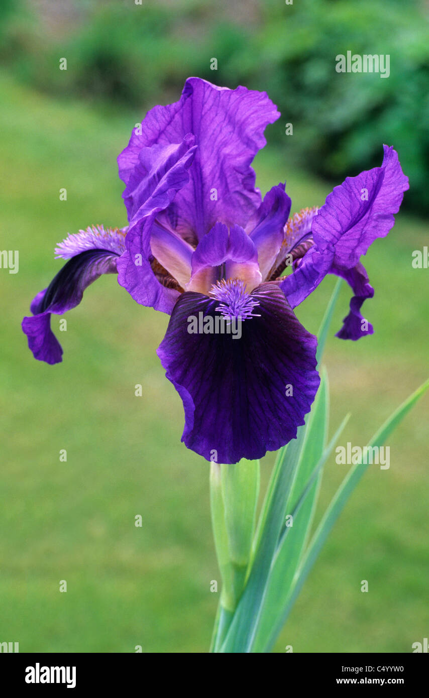 Iris 'Brannigan', dwarf bearded iris blue purple irises garden plant plants flower flowers Stock Photo