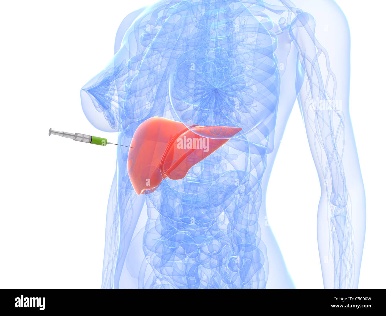 Crude Liver Extract Injection at Winifred Grey blog
