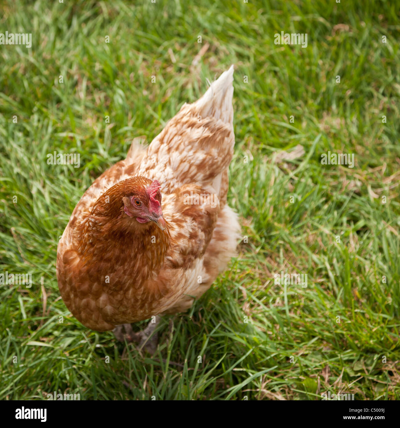 Chicken outside close up Stock Photo