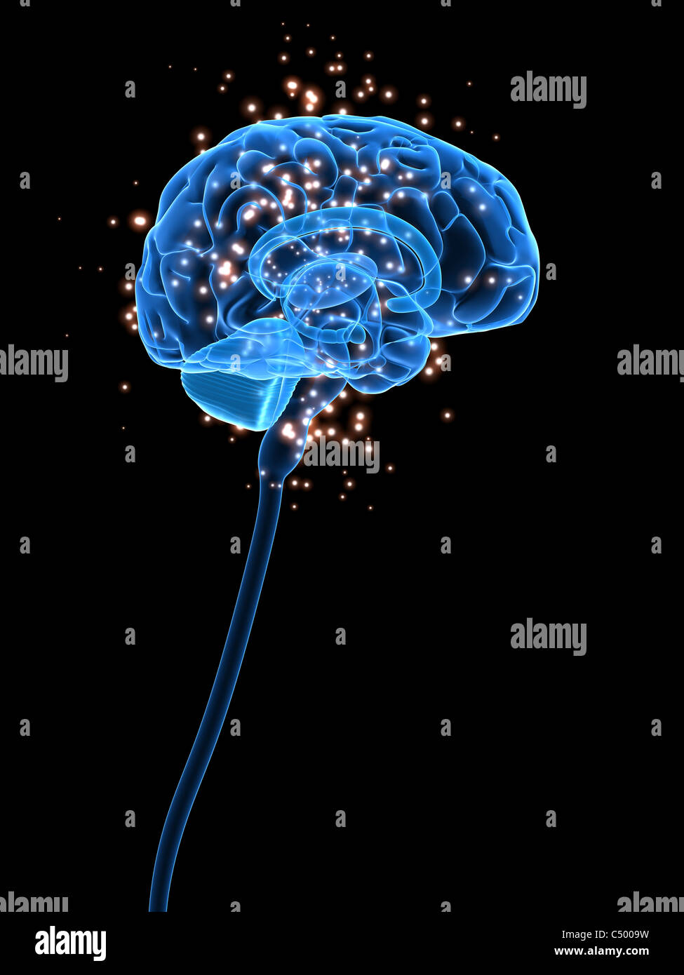 active brain Stock Photo
