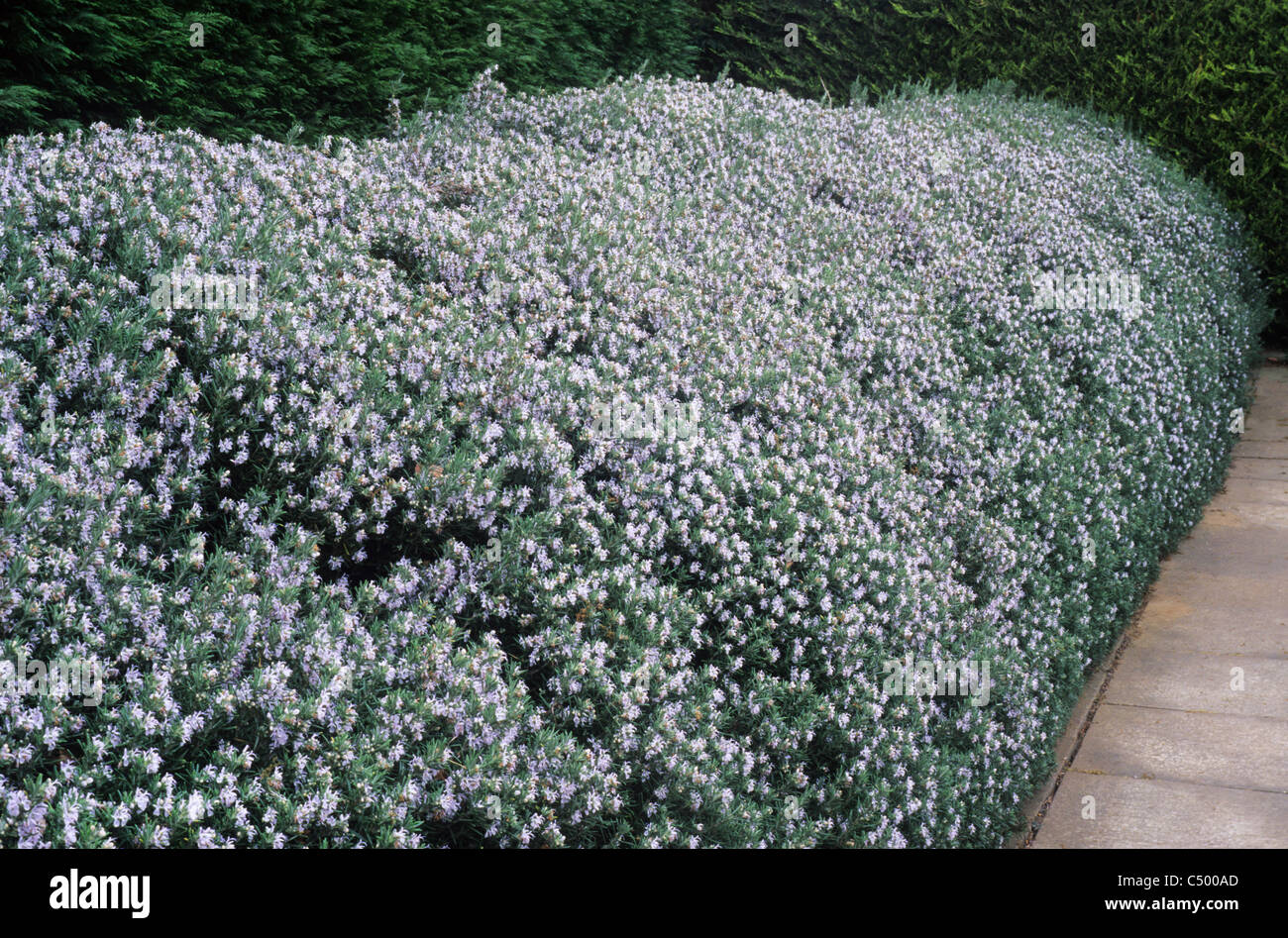 Rosmarinus officinalis, grown as a Hedge rosemary rosemarys hedges in