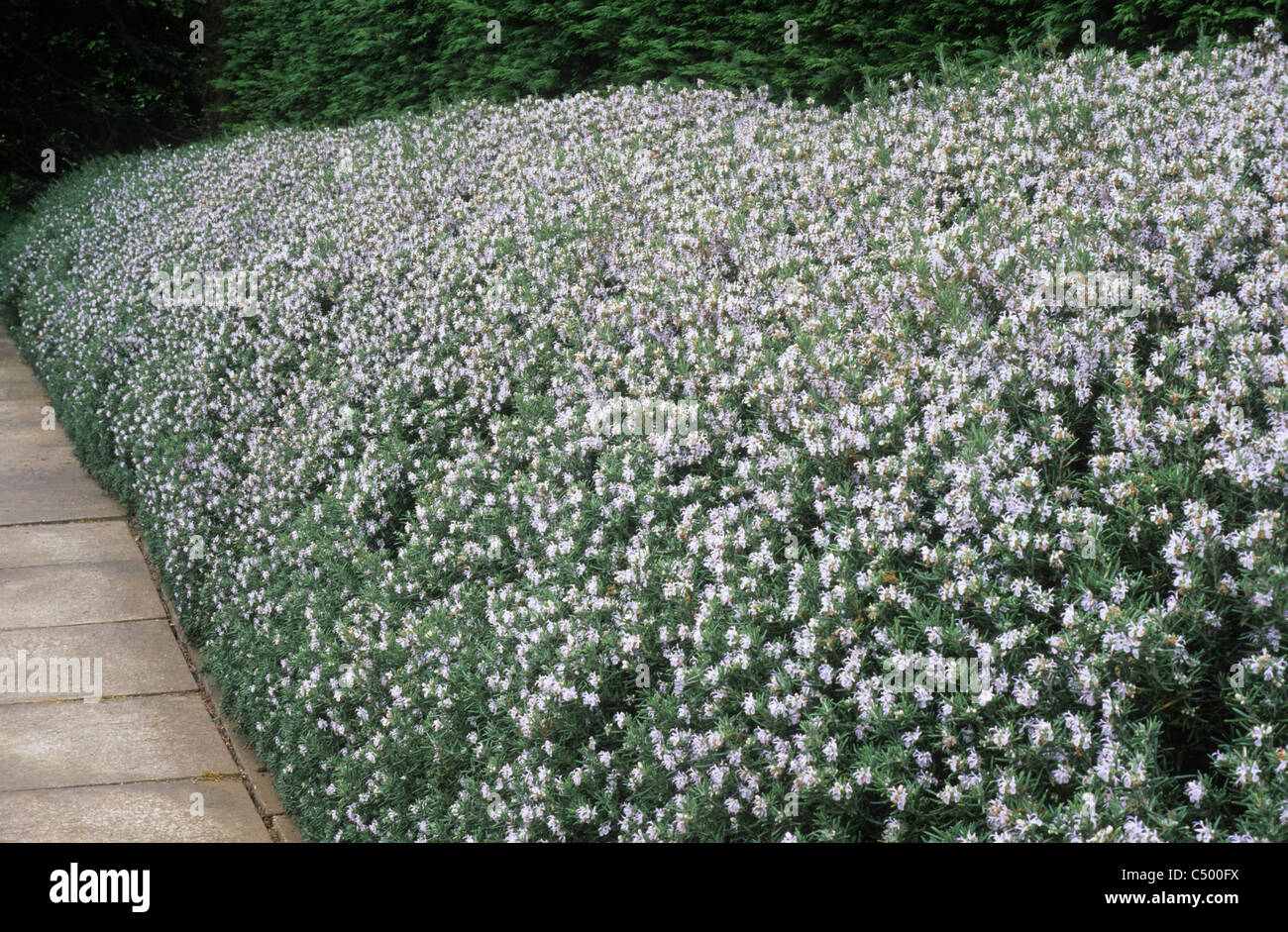 Rosmarinus officinalis, grown as a Hedge rosemary rosemarys hedges in