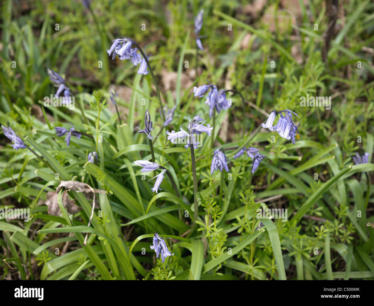bluebell bluebells wood forest Stock Photo Alamy
