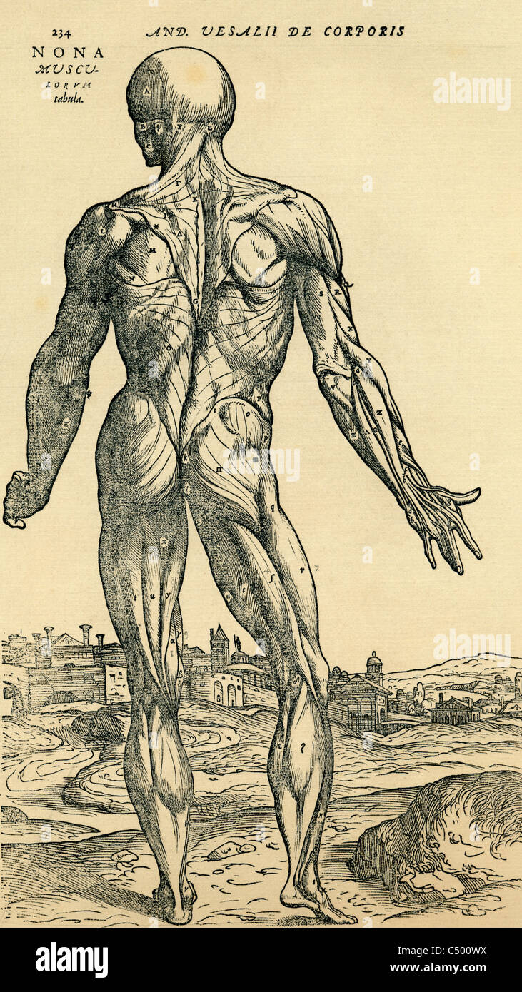 Anatomical study originally published in De Humani Corporis Fabrica Libri Septem by Andreas Vesalius Stock Photo