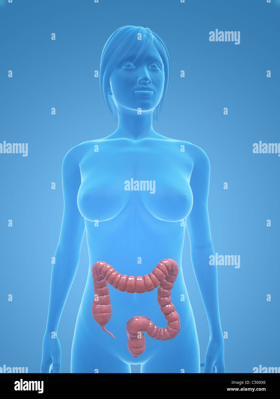 Colon diagram hi-res stock photography and images - Alamy