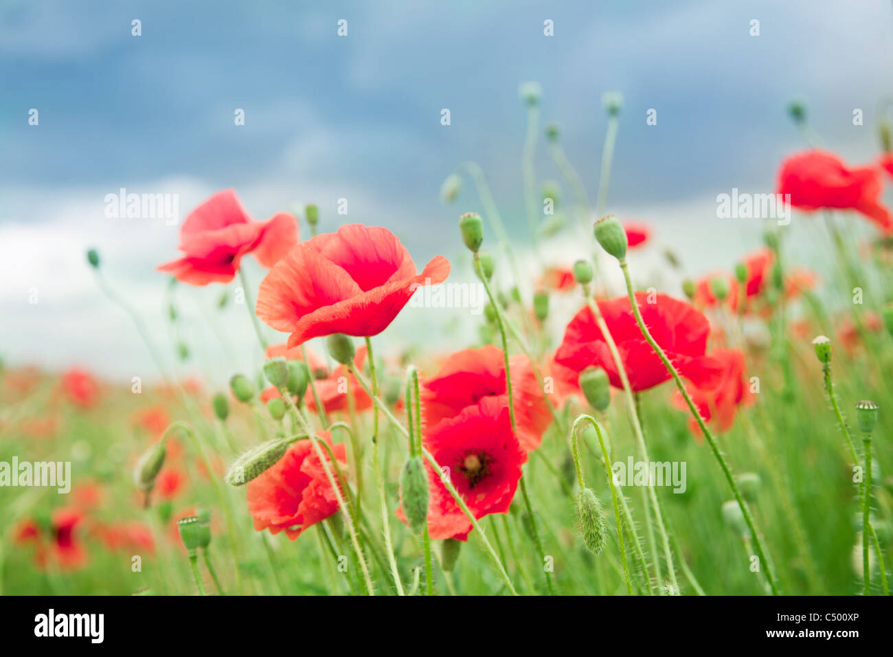 Wild poppy flowers on blue sky background Stock Photo - Alamy