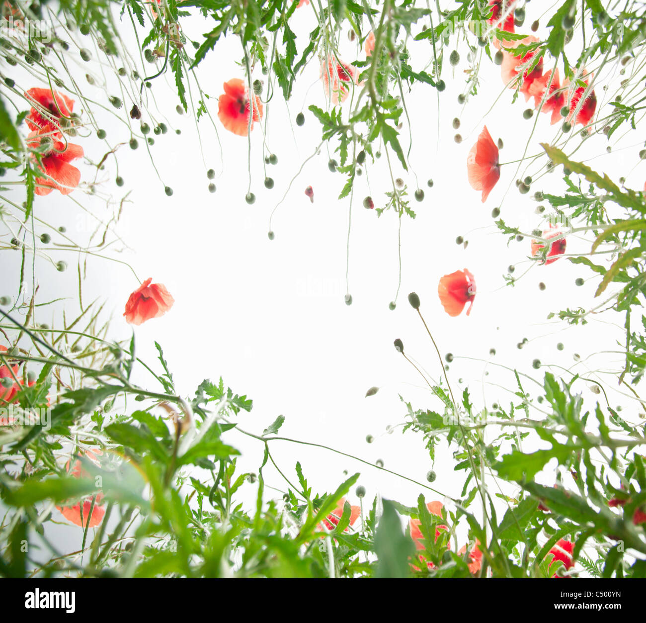 Frame of tender poppy flowers. Stock Photo
