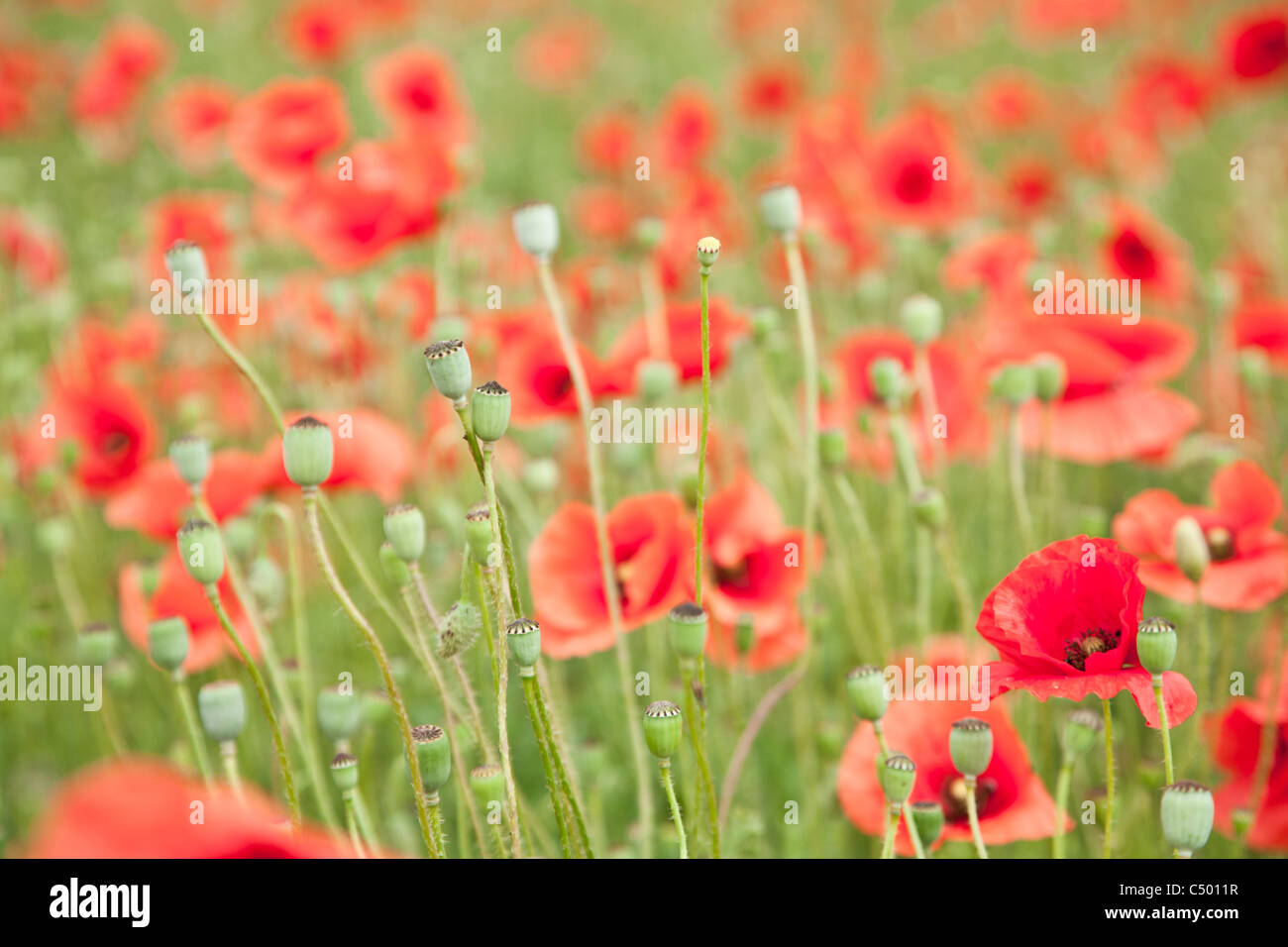 Field of wild poppy flowers. Stock Photo