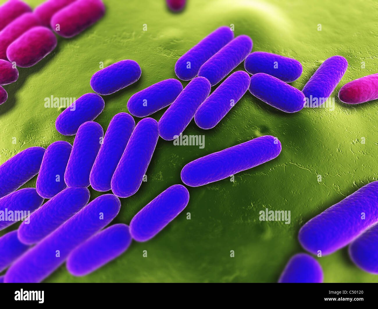 3d bacteria 3d paint download