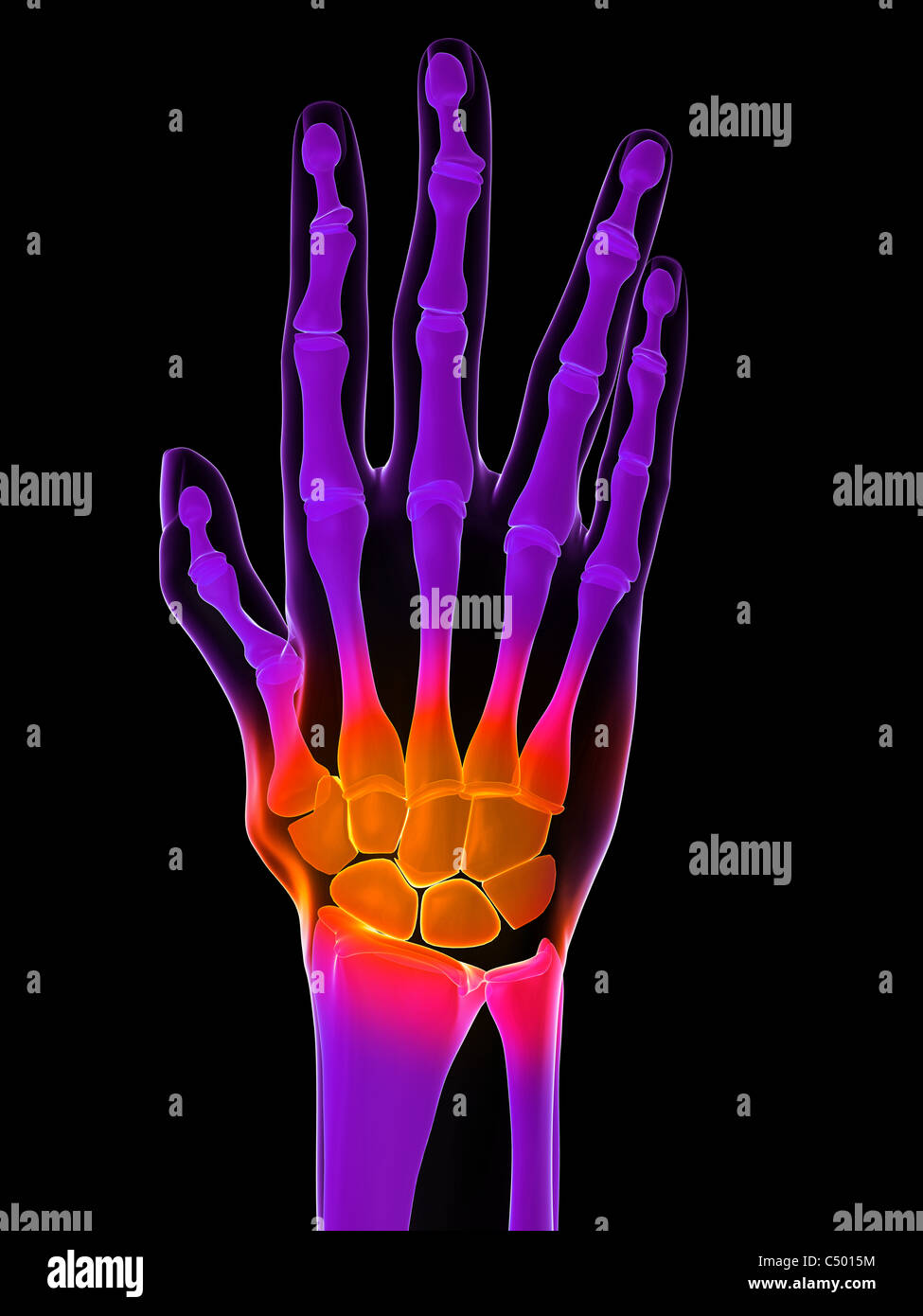 highlighted hand and finger joints Stock Photo