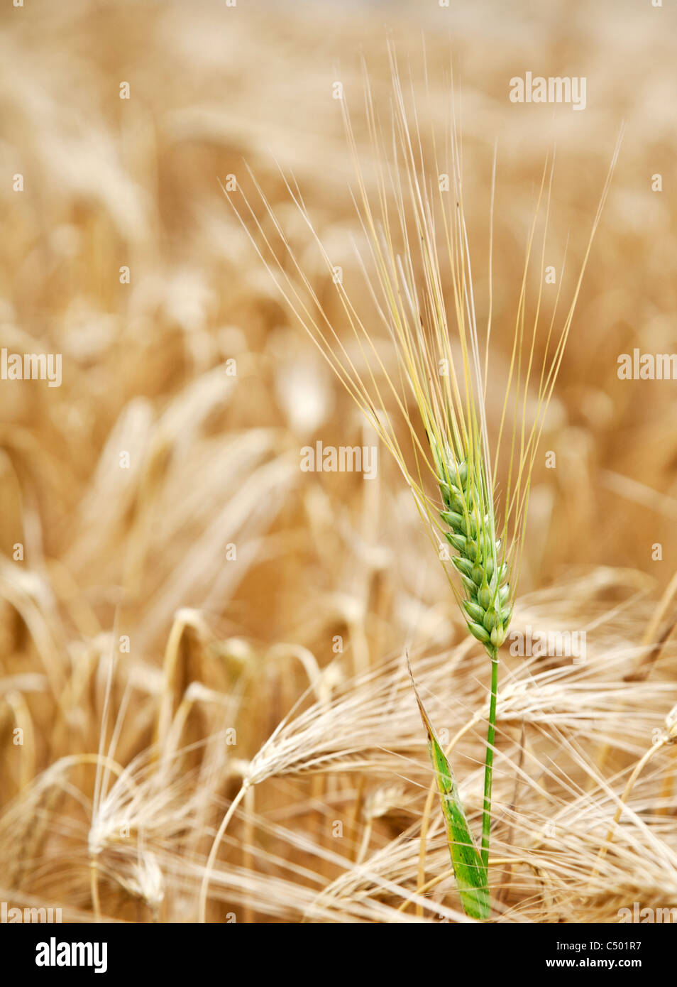 Green wheat stalk in the yellow wheat field. Stock Photo