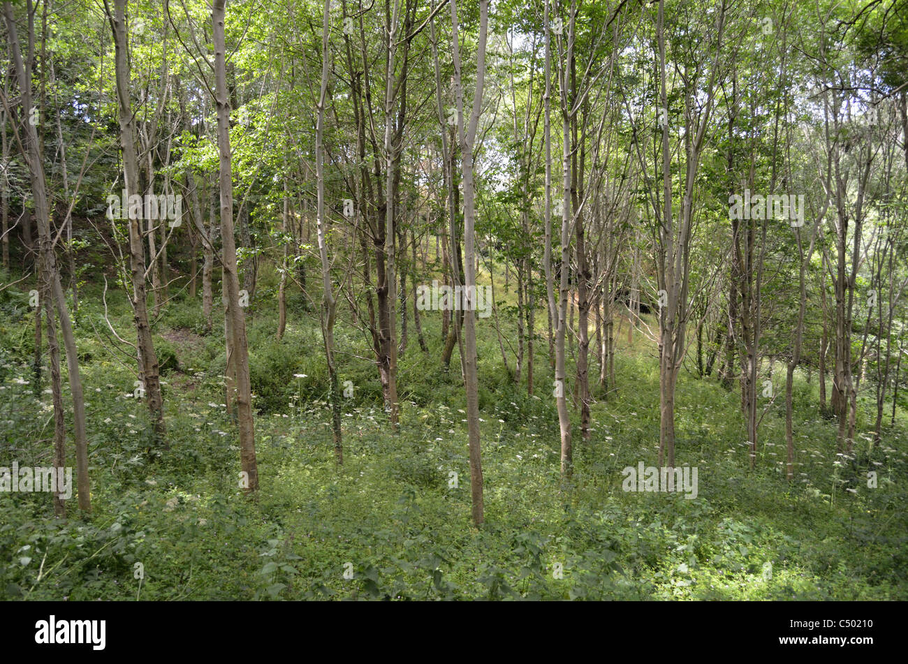A group of trees Stock Photo Alamy