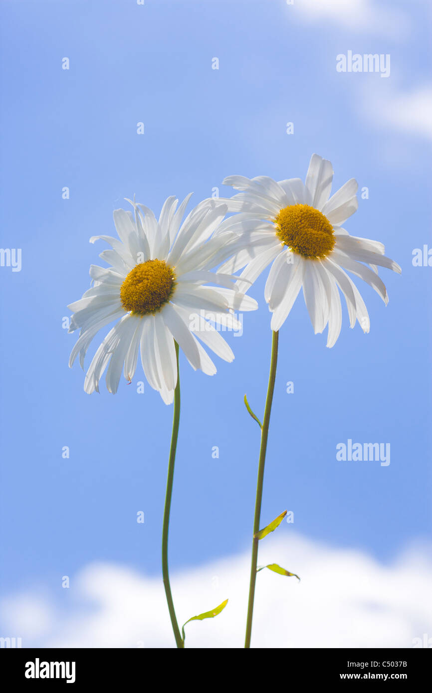Two daisies against blue sky Stock Photo Alamy