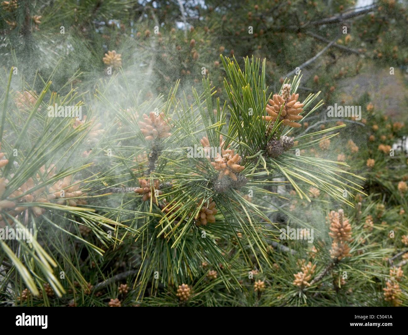 pollen falling from a pine tree in the wind Stock Photo