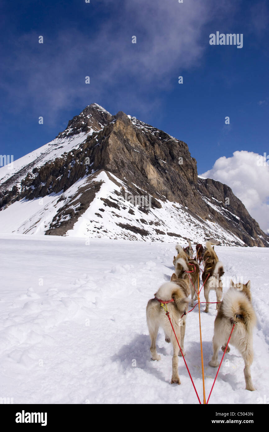 Huskies pulling a sleigh on Glacier 3000. Gstaad, Switzerland. Stock Photo