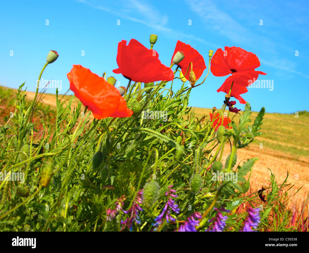 Poppies Fields France High Resolution Stock Photography and Images - Alamy