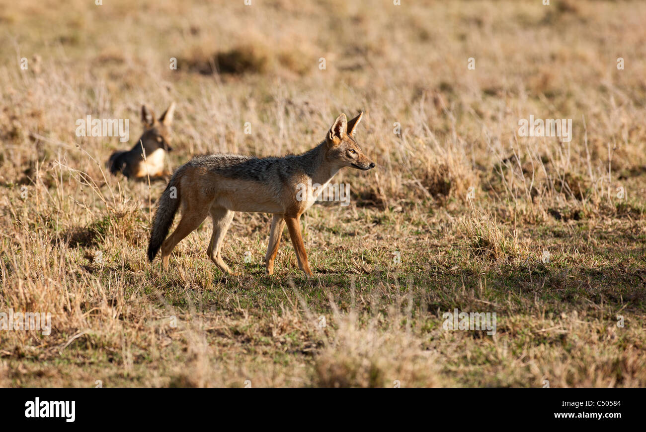 Silver-backed jackels. Masai Mara north conservancy, Kenya. Stock Photo