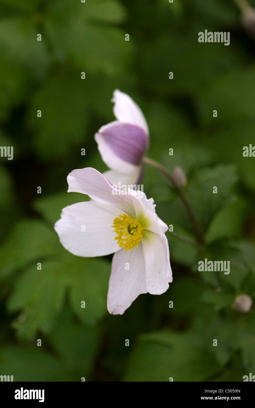Anemone ' Wild Swan' Plant of the year 2011, Chelsea Flower Show Stock Photo