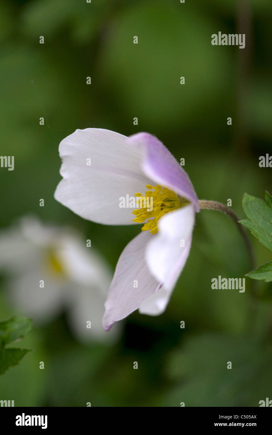 Anemone ' Wild Swan' Plant of the year 2011, Chelsea Flower Show Stock Photo