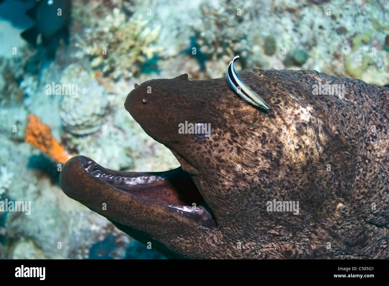 Giant moray eel (Gymnothorax javanicus) with a fourline cleaner wrasse (Larabicus quadrilineatus). Stock Photo