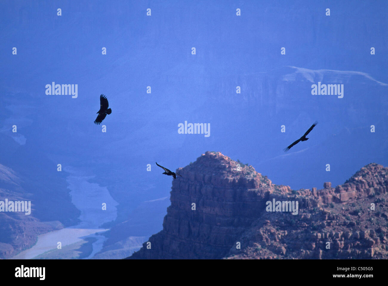 California Condors (Gymnogyps californianus), Grand Canyon National ...