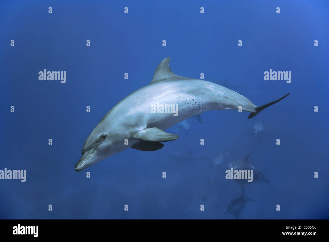 Dolphin away not escape not orana hi-res stock photography and images ...