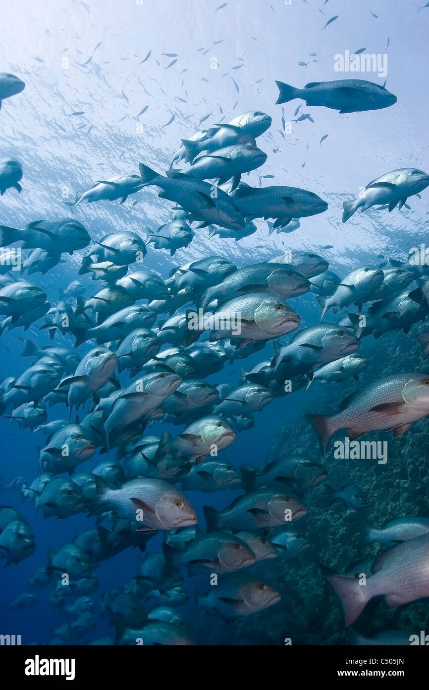 A large big school of snappers hunting at Ras Muhamad, Sinai, Egypt. Stock Photo