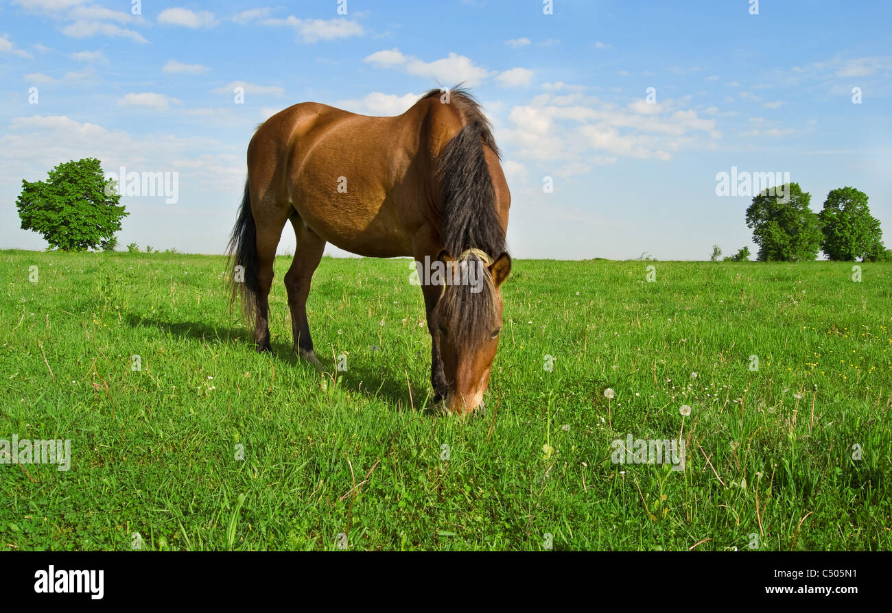 horse grazes on the field on a background sky Stock Photo