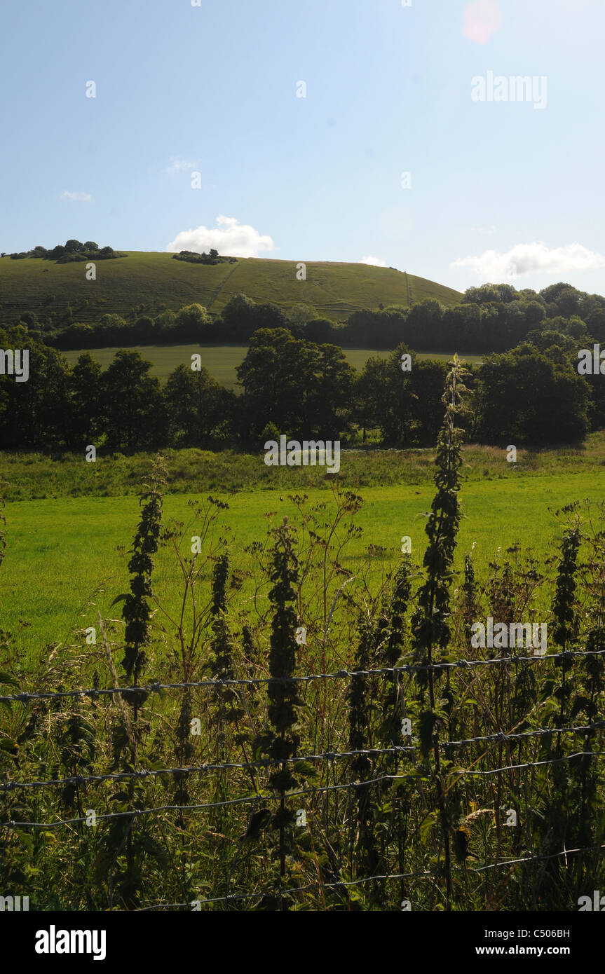 Cerne Abbas giant early morning Stock Photo