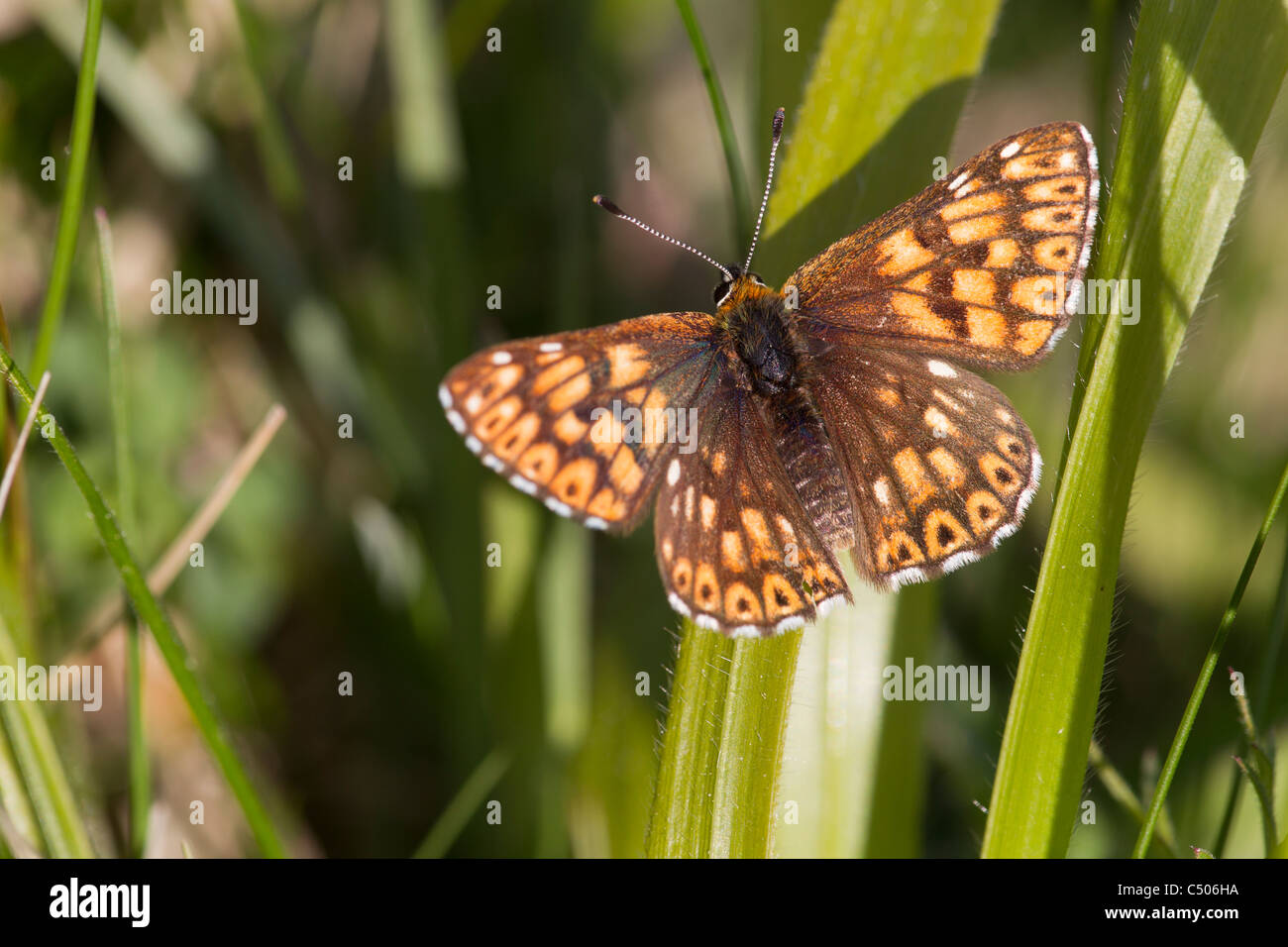 Duke of Burgundy Hamearis lucina adult basking at Noar Hill, Hampshire in May. Stock Photo