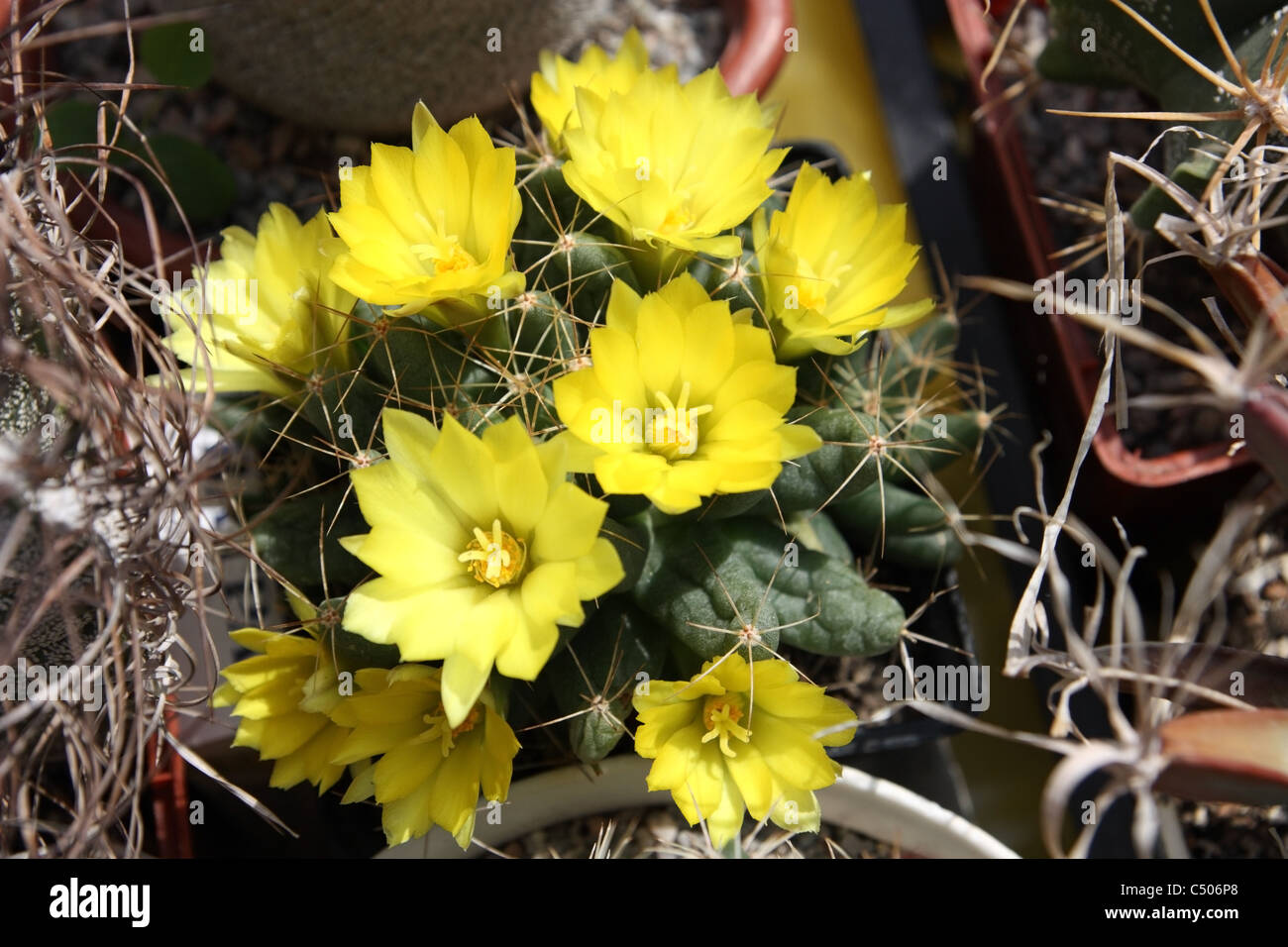 Nature. Blooming cactus yellow close Stock Photo