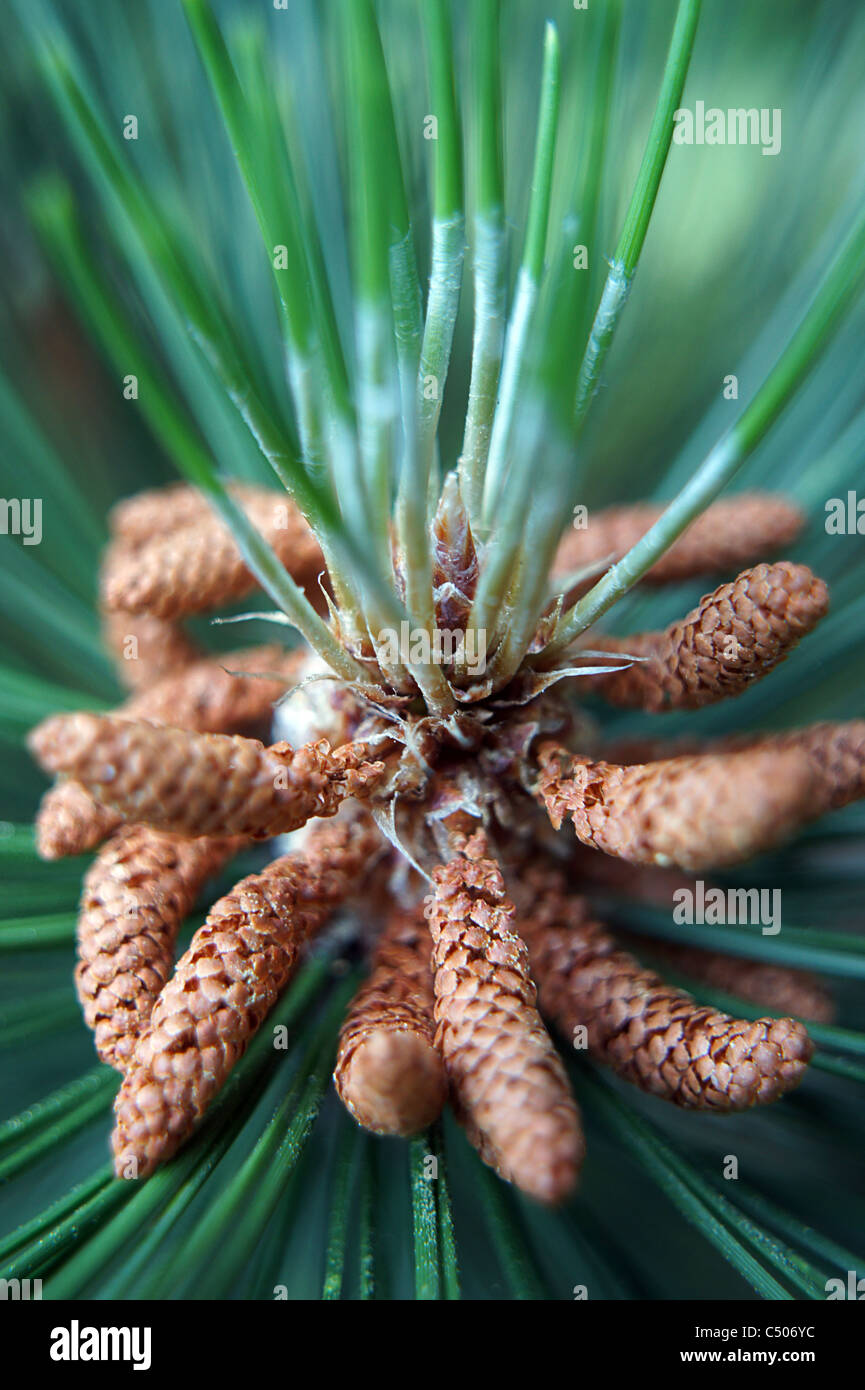 Macro of a type of conifer Stock Photo