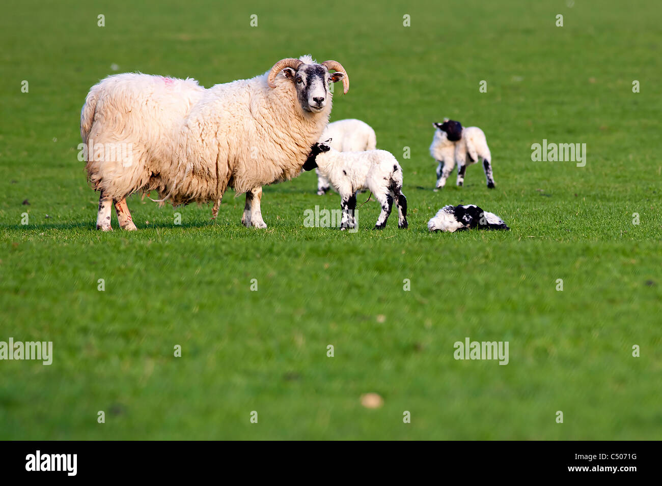 Sheep with her young childs in Scotland Stock Photo