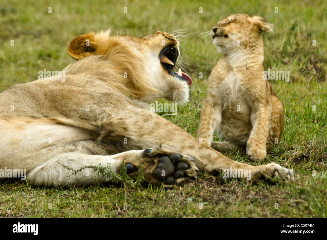Lion cub funny hi-res stock photography and images - Alamy