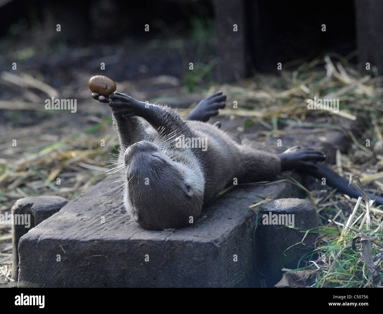 A young juvenile asian short clawed otter playing with a pebble. Stock Photo