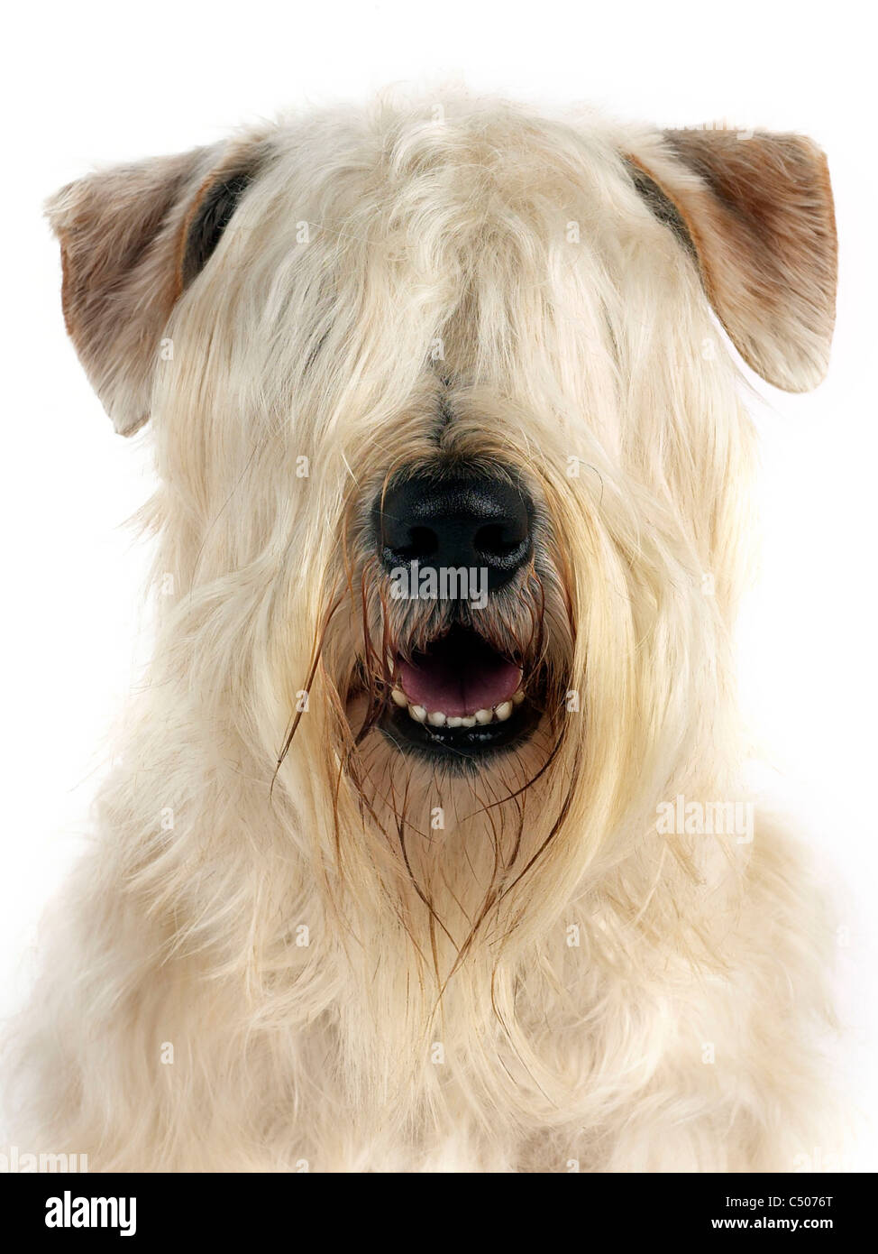 The face of a wheaten terrier, with hidden eyes. Stock Photo